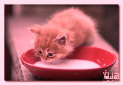 Мистер Пушистик