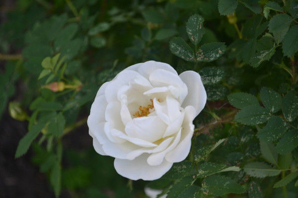 Иришка Акимова