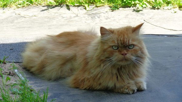 Виктория Июльская