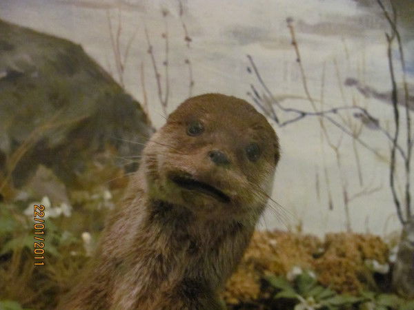 Вадим Королев