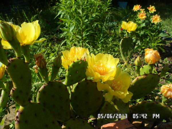 Светлана К.....