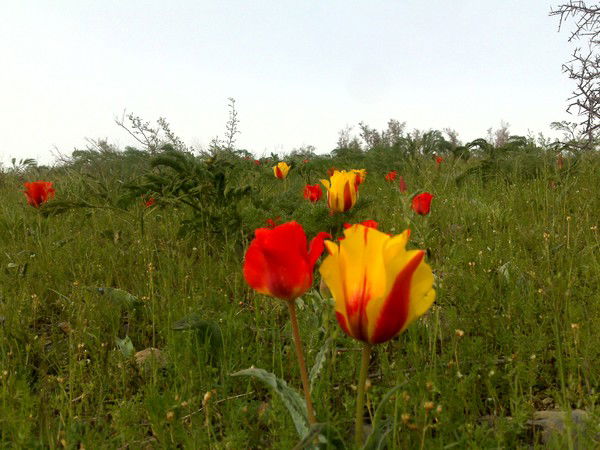 Газиза Амирова