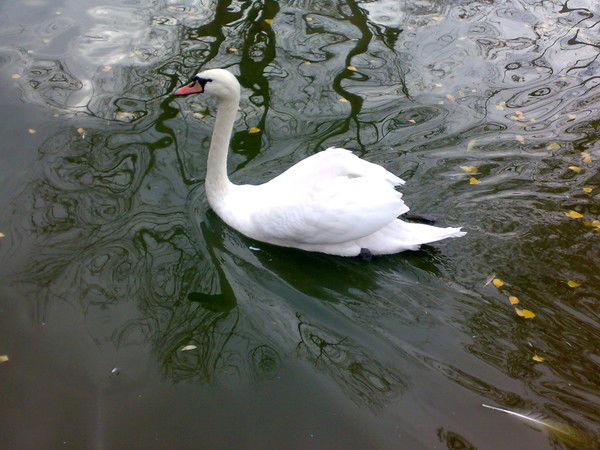 Асель Мусафирова (Ашимова)