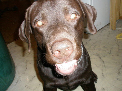 Екатерина Зазовская