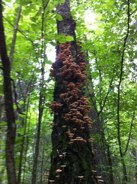 Валера Знак