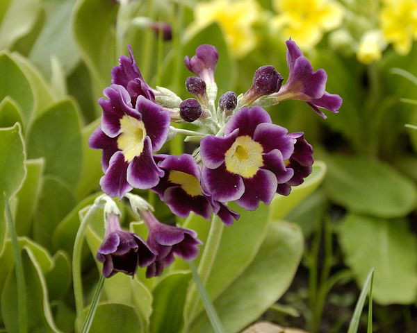 Татьяна Набатова