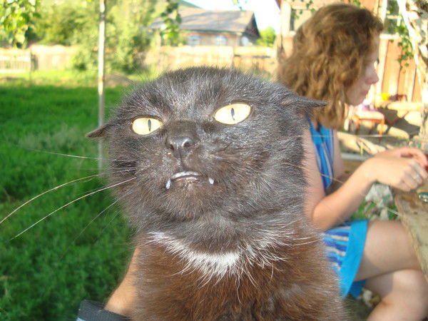 Николай Шарков