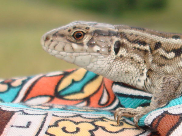 Краса Лесная