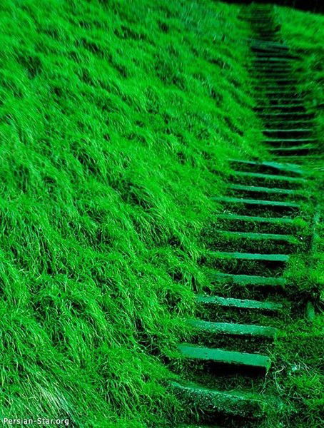 Елена Домаренко