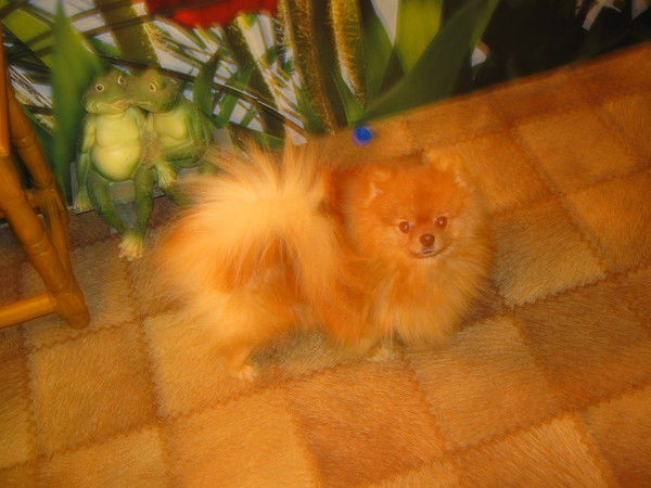 Марина Лагутина