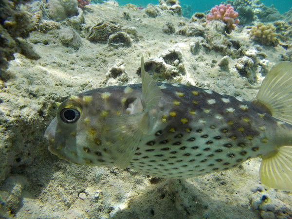 Годустов Николай