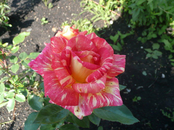 Марина Достовалова