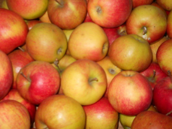 Илья Токмаков