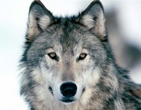 Александр Олло