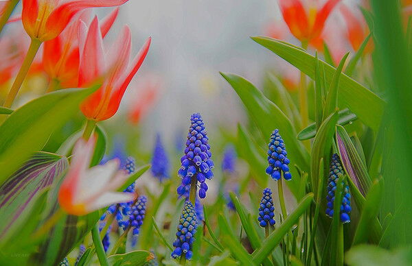 Ирина Варзина