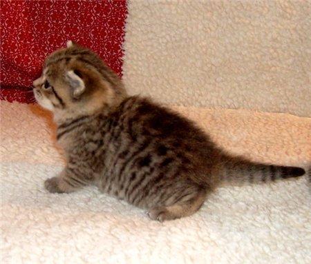 Гостья ..........