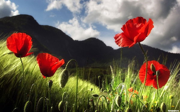 Наталия Бережинская