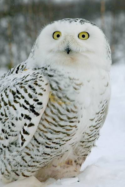 Сергей Худяков