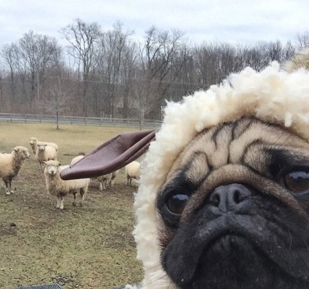 Николай Jaricoff