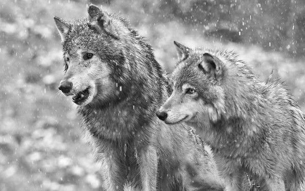 Санек Сегал