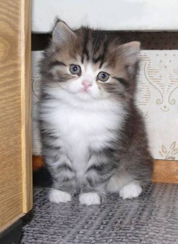 Галина Голованова