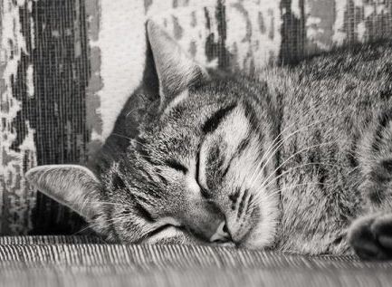 Виктор Павлов