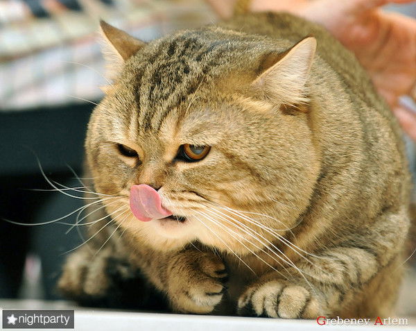 Олеся Голубых