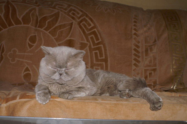 Александр Бав