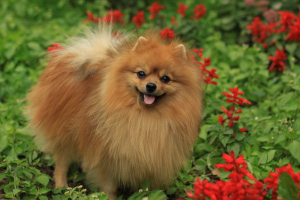 Ирина Ковалева