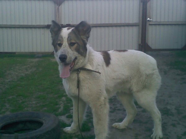 Виталий Архипчук