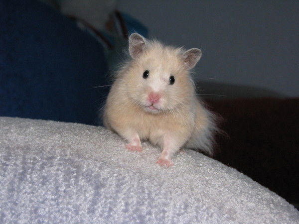 Евгений Пырочкин