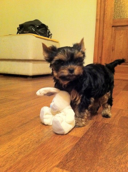 Милена Клименко