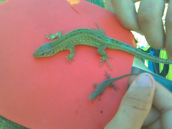 Тимур Наяпов