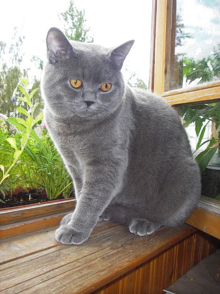 Игорь Оголенко