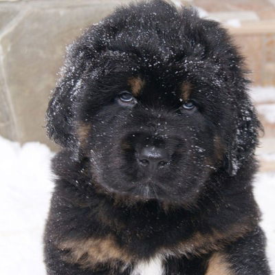 Григорий Васин