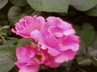 Галина Некрасова