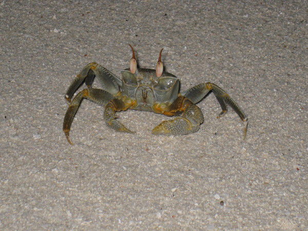 Марина Якубович