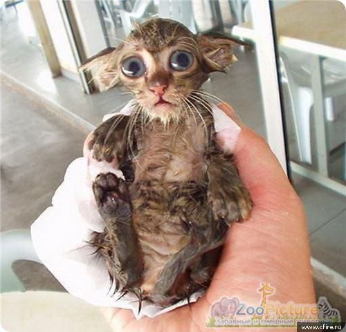 Максим Чечель