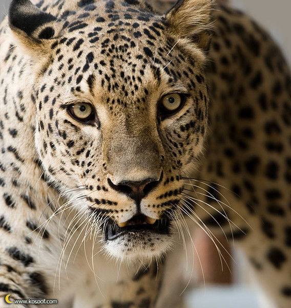 Евгений Минько