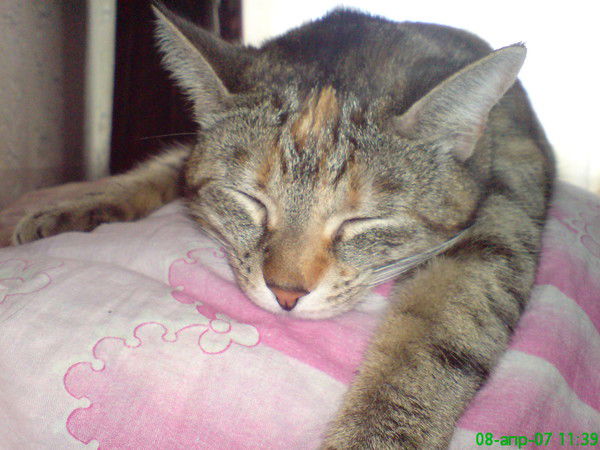 Елена Федорова