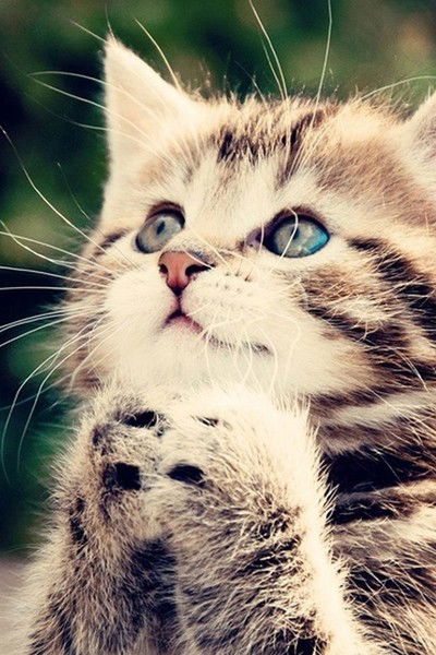 Асанчик Кущегулов