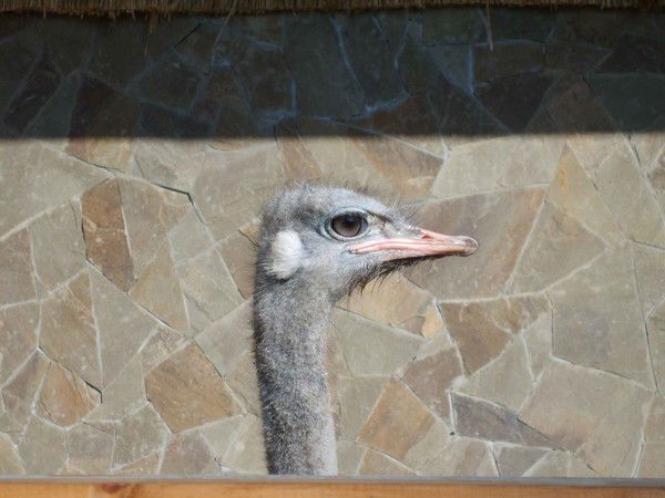 Константин Степанов