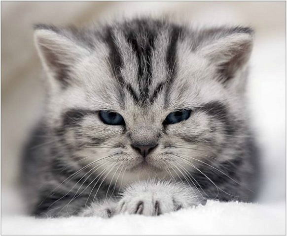 Ленар Нуриев