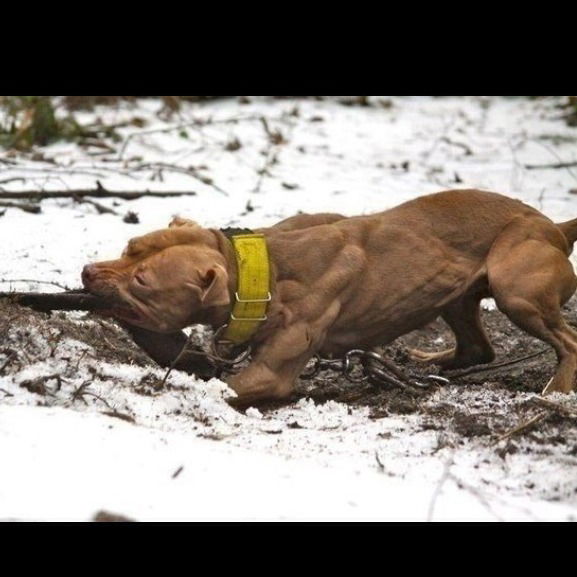 Саша Иванов