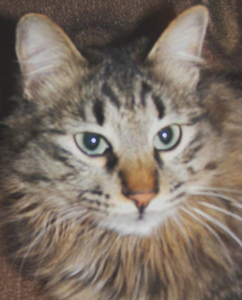 Елена Дьячкова