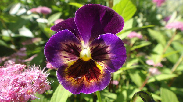 Юлия Брюнина