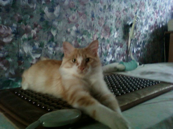 Александр Овдий