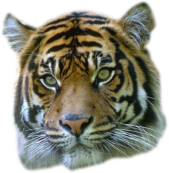 Александр Рогожин