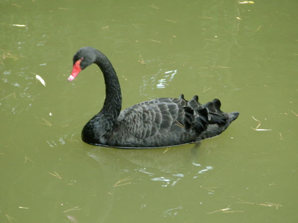 Лариса Гудимова