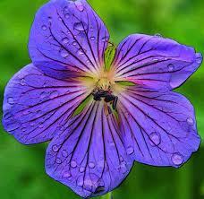 Алмагуль Абилгазинова